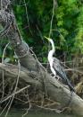 Birdlife is also abundant on the Daintree River